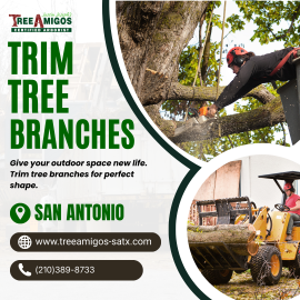 Trim Tree Branches in San Antonio