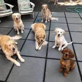 Best dog boarding near me Ladds Addition