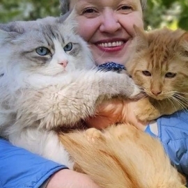 Best Siberian Kitten for Sale