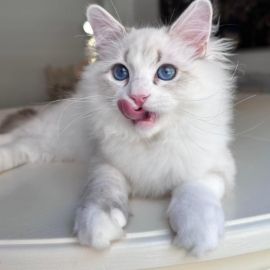 Reputable Siberian Breeders About Becky