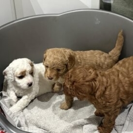 cavapoo puppies for sale