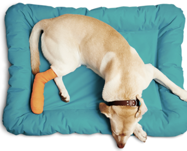 Boulevard Animal Hospital