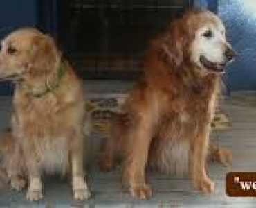 Doggie Daycare Sellwood