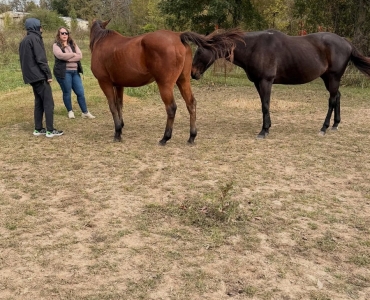 Healing in the Heartland: How Equine Therapy Supports Recovery at Learn to Live Recovery