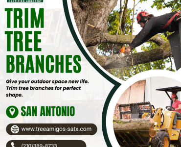 Trim Tree Branches in San Antonio