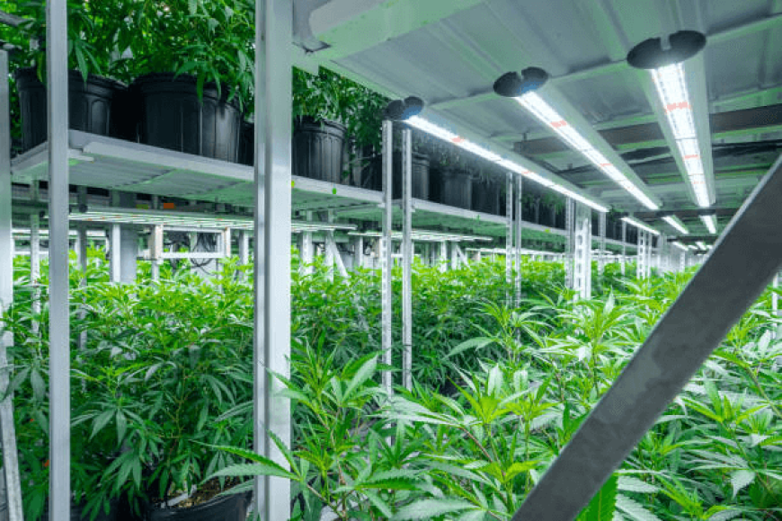 cannabis vertical grow rack