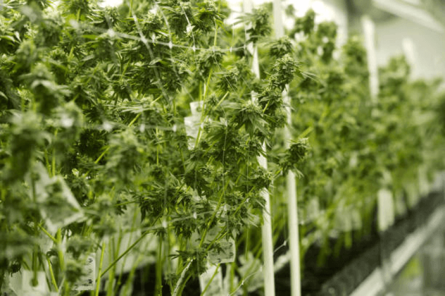 dry rack for cannabis