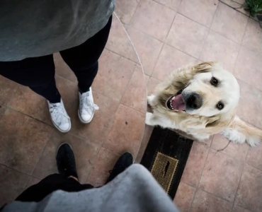 Professional Dog Sitter Creve Coeur | Safe & Caring Service