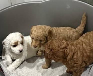cavapoo puppies for sale