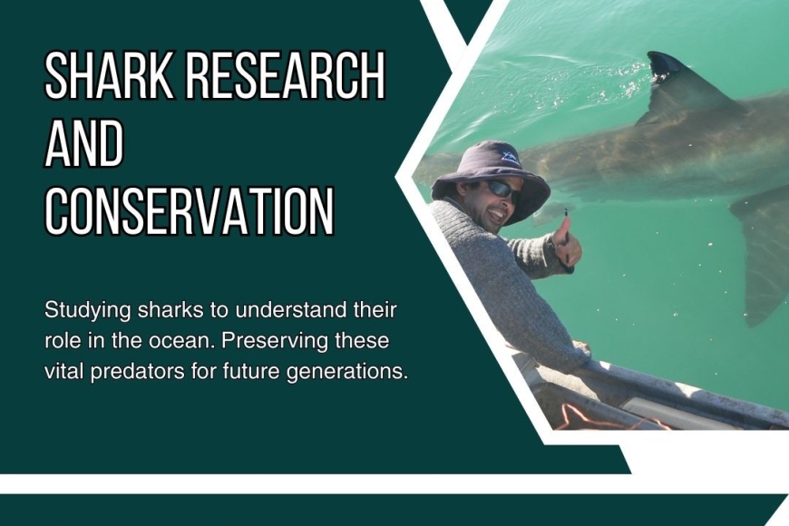 Shark Research And Conservation 