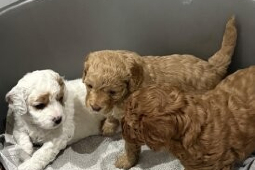 3-gorgeous-cavapoo-puppies-3388__w274_h274
